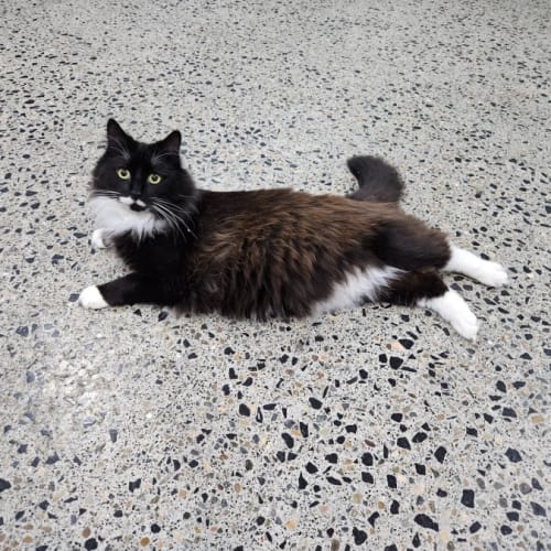 Tux