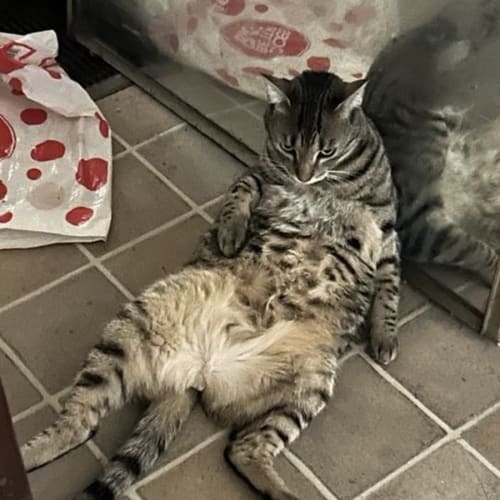 Dylan - Assisted Rehome