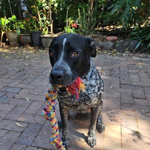 Seamus *$250 Adoption Fee*