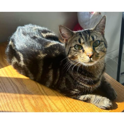 10606 - Peanutbutter Cup