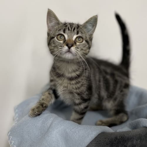 Tweedle Dee