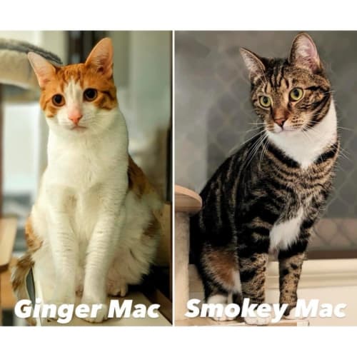 7893/2 - Ginger-Mac & Smokey-Mac