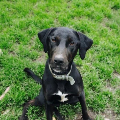 Matti Illingworth - Kelpie x Pointer Dog