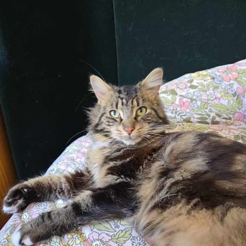 Henry - Located in Preston