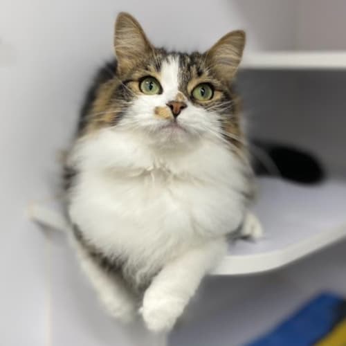 Freya