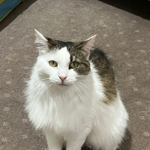 Molly