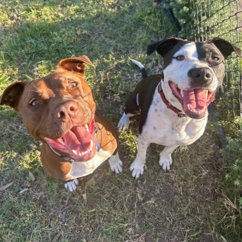 Milo & Oreo - 2 Year Old Staffies (Trial)