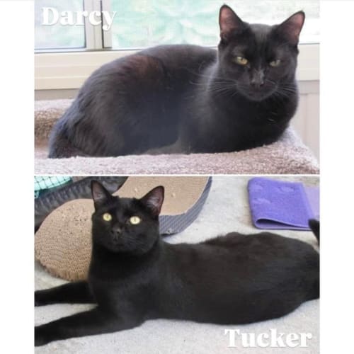 9338/10440 - Tucker & Darcy - Domestic Short Hair Cat
