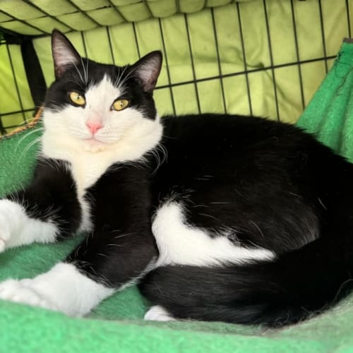 Dali **2nd Chance Cat Rescue**