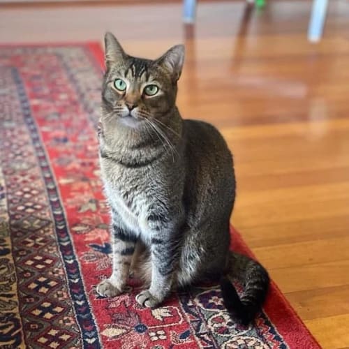 No photo for 8913   Kedi