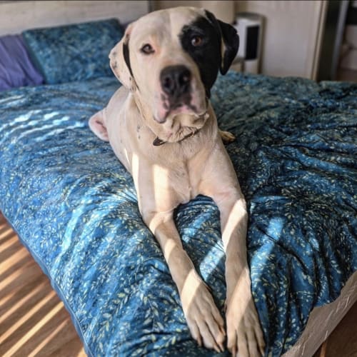 No photo for Duke (Located In Wantirna South)