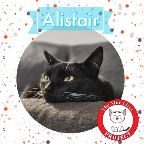 Alistair *9 Lives Project Rescue*