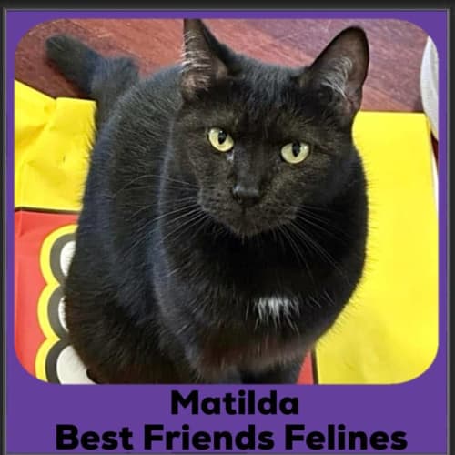 No photo for Matilda 