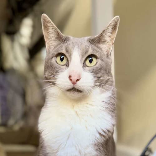 Heidi - Located in Macleod