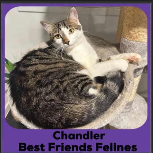 Chandler 