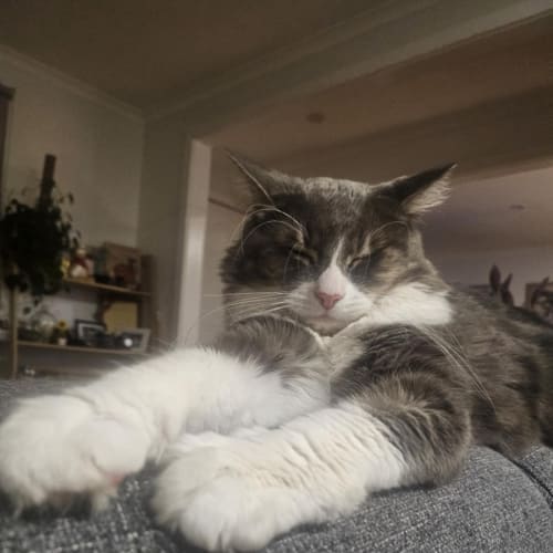 No photo for Rhubarb   In Foster Care In Melton South