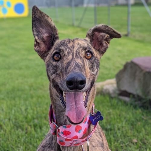 No photo for Myrtle The Greyhound