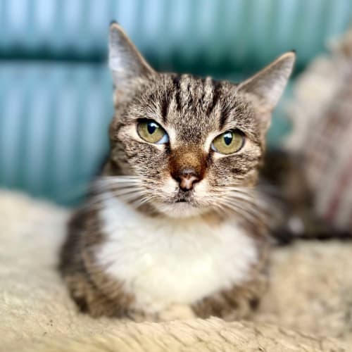 No photo for Tigerlily   In Foster Care In Carlton North