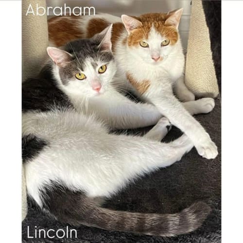4915/16 - Abraham & Lincoln 