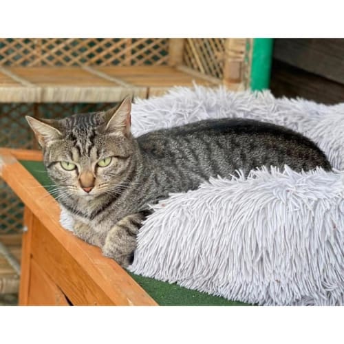 No photo for 9312   Sassy