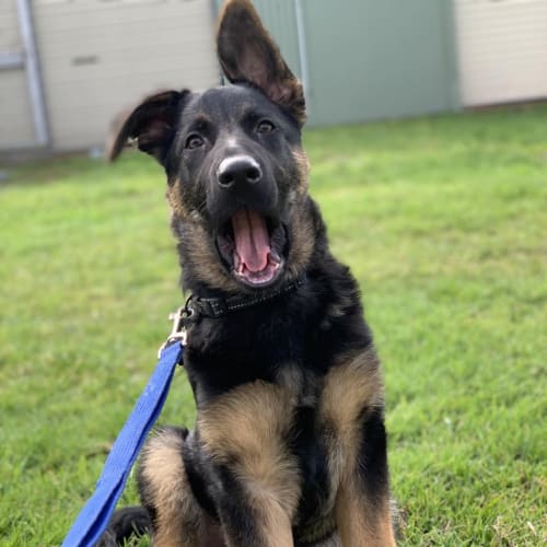 Zeus