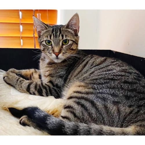 7971 - Pikelet - Domestic Short Hair (DSH) Cat