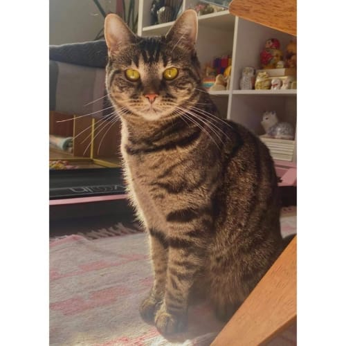 No photo for 5051   Tabby