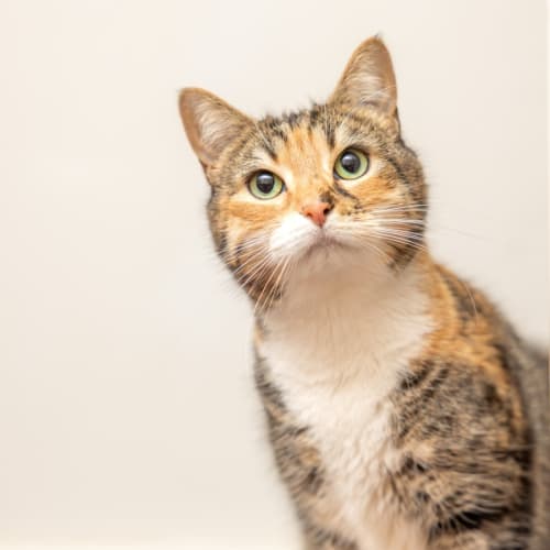 Esther & Everett - In foster care in Flemington