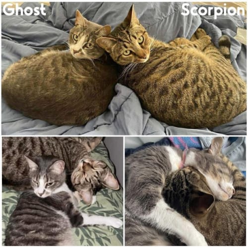 8683/5 - Ghost & Scorpion