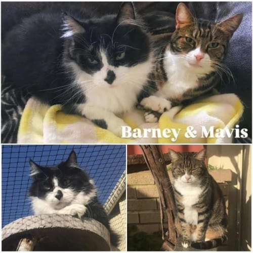 No photo for 3682/4151   Mavis & Barney