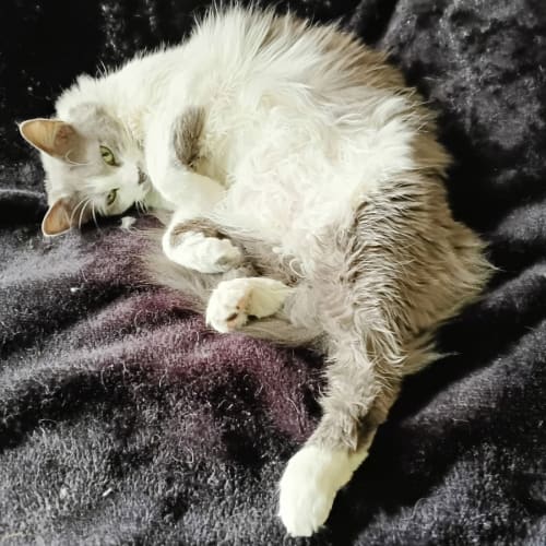 Gypsy *9 Lives Project Rescue*