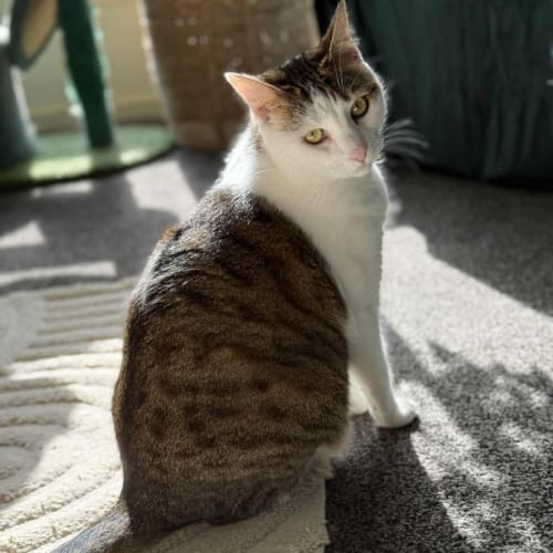 No photo for Pixie 🌺🌺