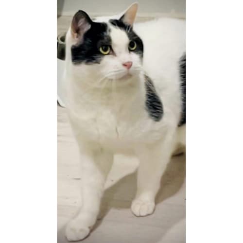 62 - Pongo - Domestic Short Hair Cat