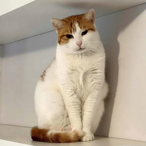 No photo for 9669   Chilli