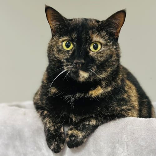 No photo for 5071 Eve