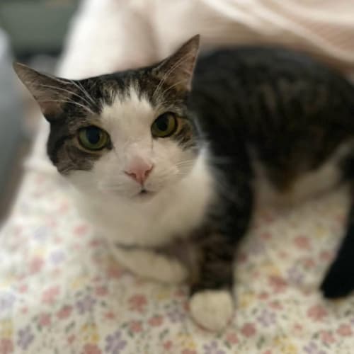 No photo for 10913   Angel