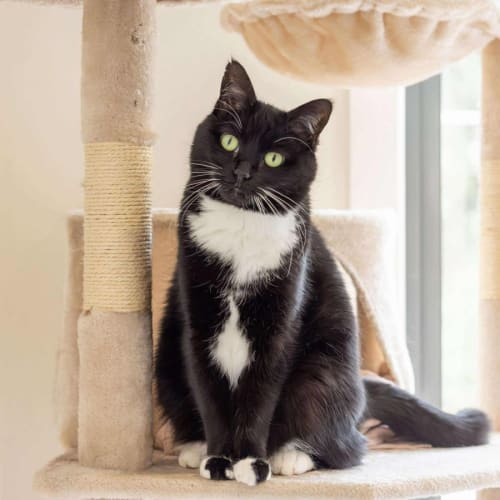 No photo for Simba   In Foster Care In Hawthorn