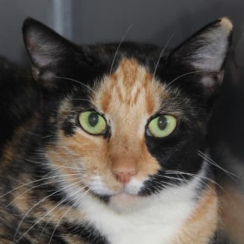 Mya