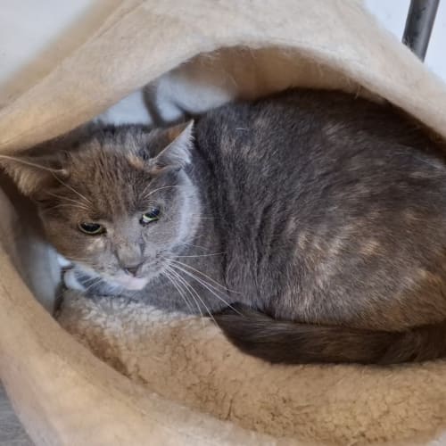 Pascal**2nd Chance Cat Rescue**