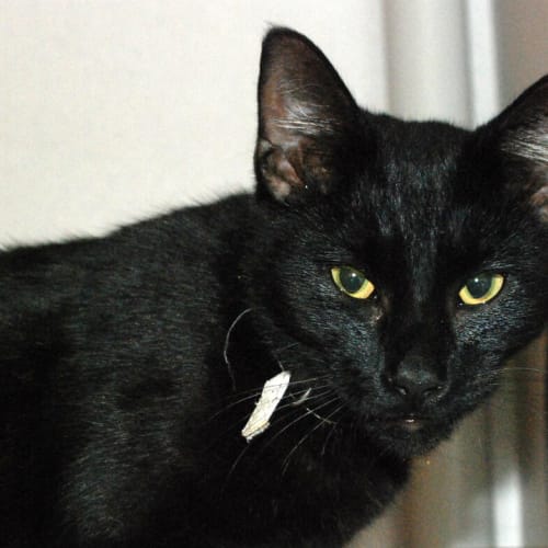 No photo for Salem