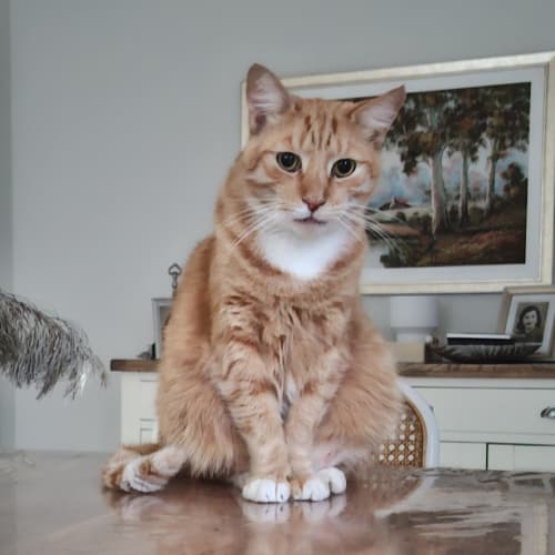 Teddy - Domestic Short Hair Cat