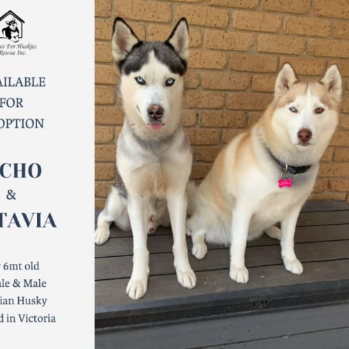 No photo for Echo & Octavia