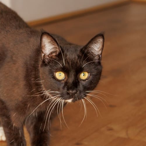 Diva - Domestic Short Hair (DSH) Cat