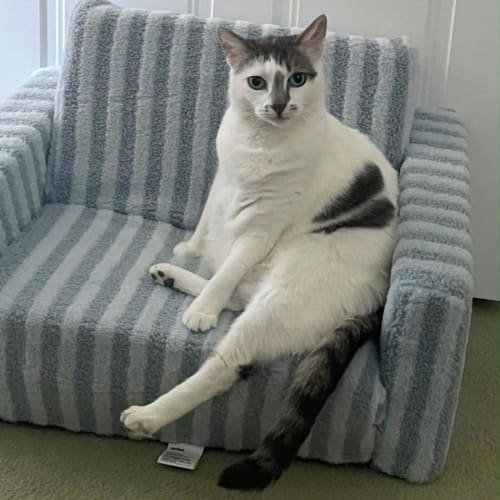 No photo for 5562 Dragon