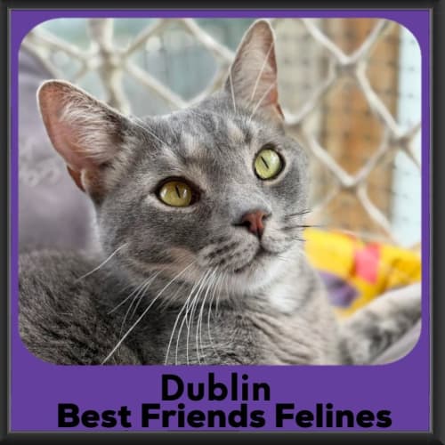 Dublin - Domestic Short Hair Cat