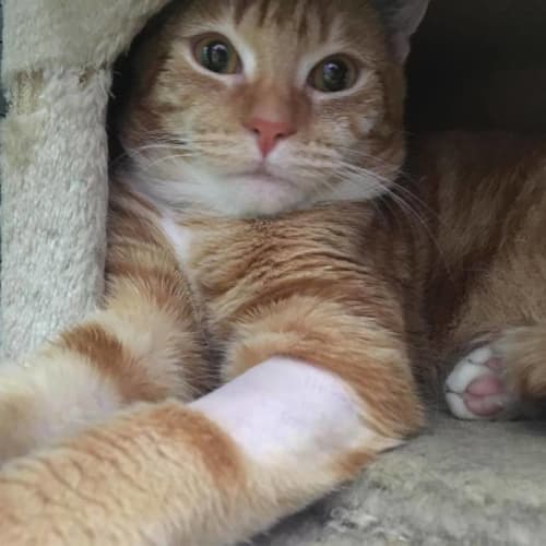 Oscar (Noodle)
