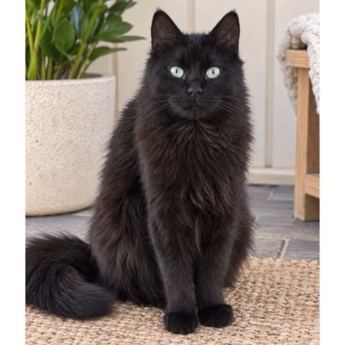 8414 - Lucky Penny - Domestic Medium Hair Cat
