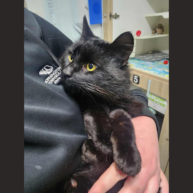 Photo of 🐻 Severus 6267 🐻