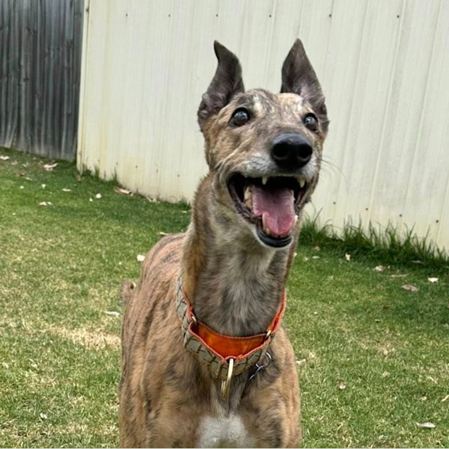 Photo of Resin The Greyhound