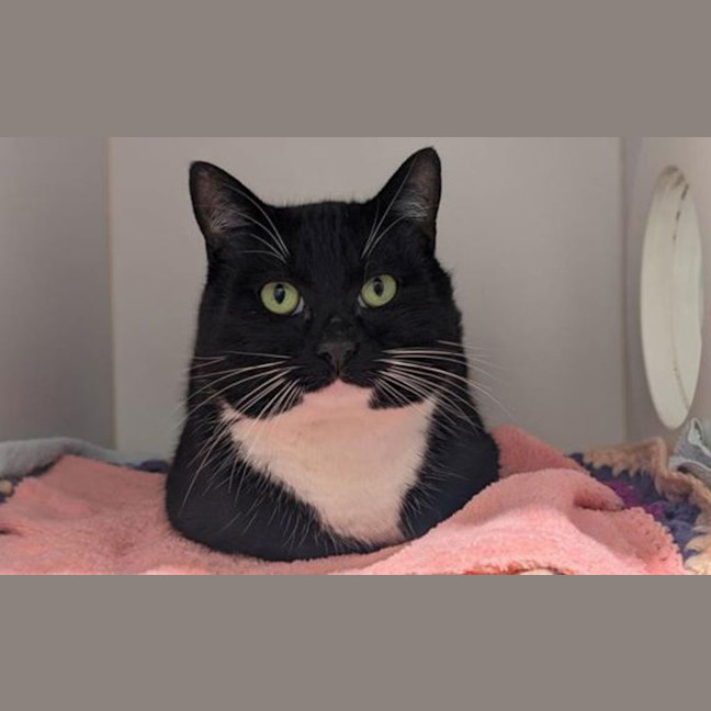 Photo of Buttercup